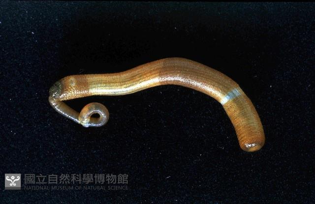 未知種盾管星蟲藏品圖，第3張