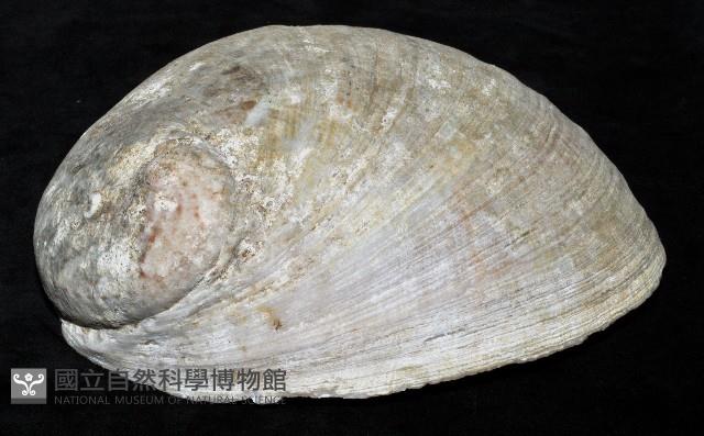 平滑鮑螺藏品圖，第3張