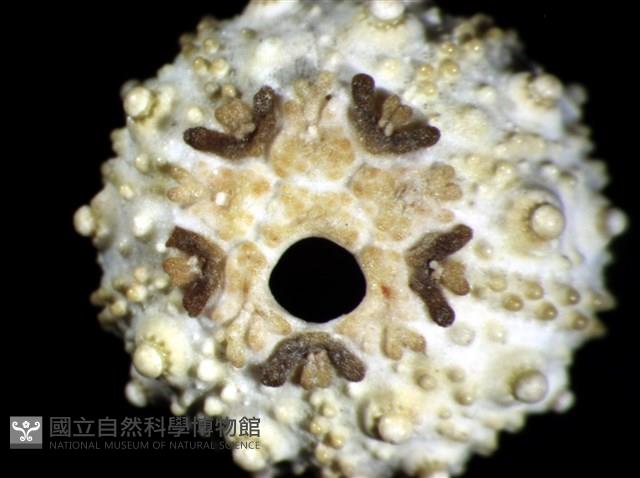 環棘深淵沙棱海膽藏品圖，第3張
