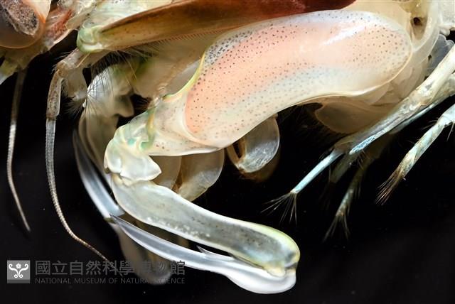 脊尾齒指蝦蛄藏品圖，第3張