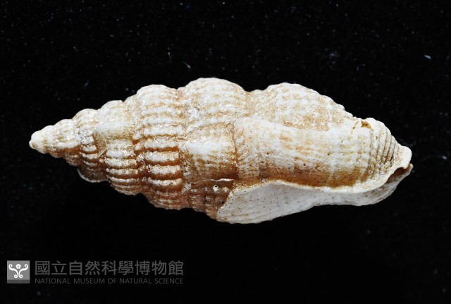 卡明氏布紋螺藏品圖，第3張