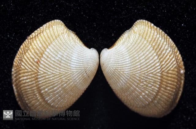 深海銀錦蛤藏品圖，第3張