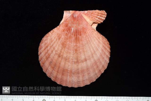 澳洲海扇蛤藏品圖，第3張