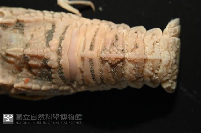 皺褶蟬蝦藏品圖，第3張