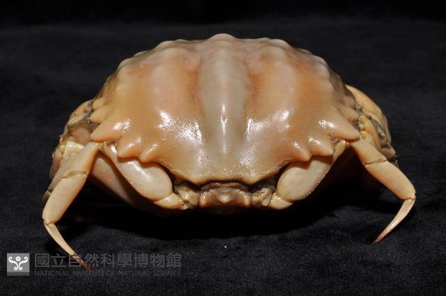 小型饅頭蟹藏品圖，第3張
