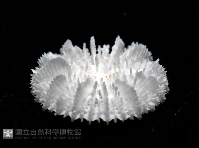 西伯加菌杯珊瑚藏品圖，第3張