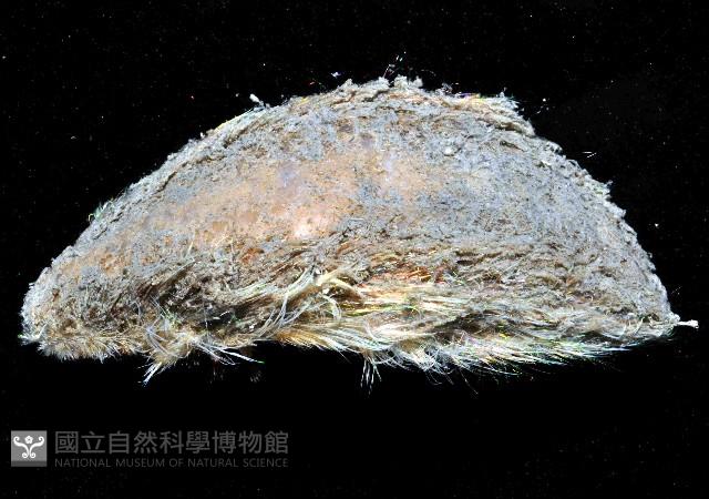 海鼠鱗沙蠶藏品圖，第3張