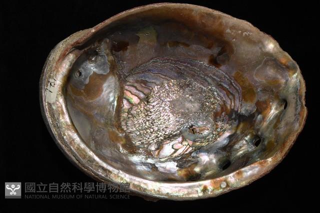 紅鮑螺藏品圖，第3張