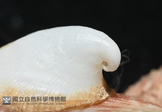 茉莉花偏蓋螺藏品圖，第3張