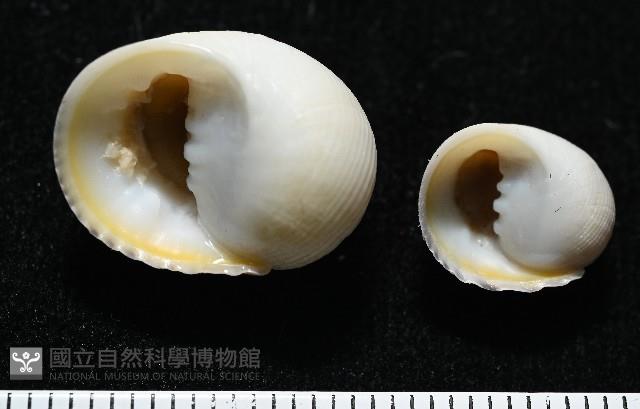 白肋蜑螺藏品圖，第3張