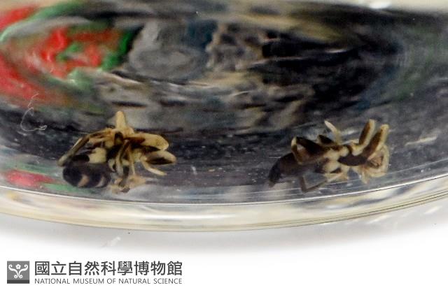 臺灣秘蛛藏品圖，第3張