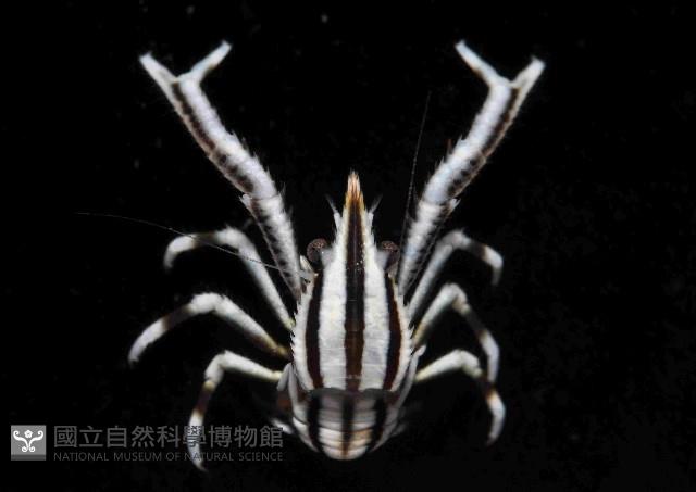 美麗異鎧蝦藏品圖，第3張