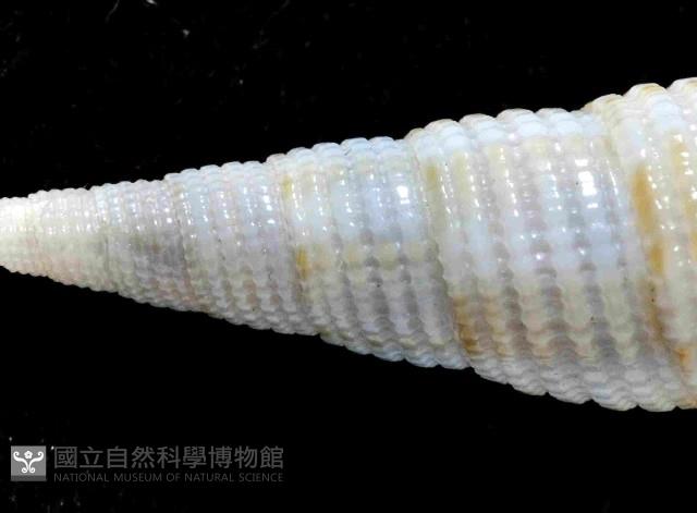 平稜筆螺藏品圖，第3張