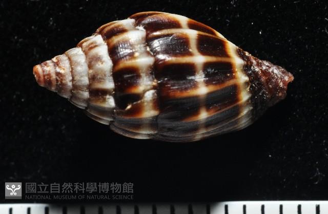 阡陌蛹筆螺藏品圖，第3張