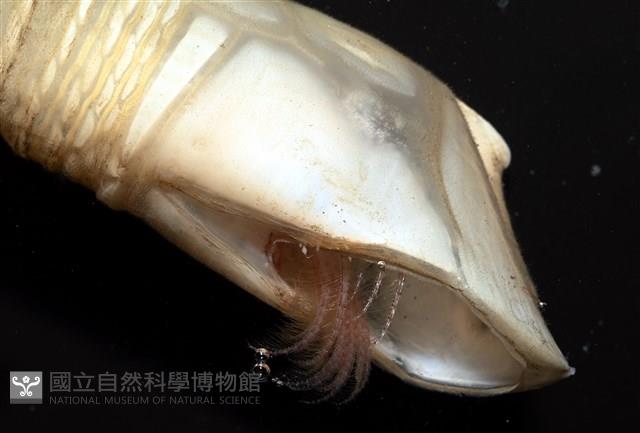 司氏鎧茗荷藏品圖，第3張