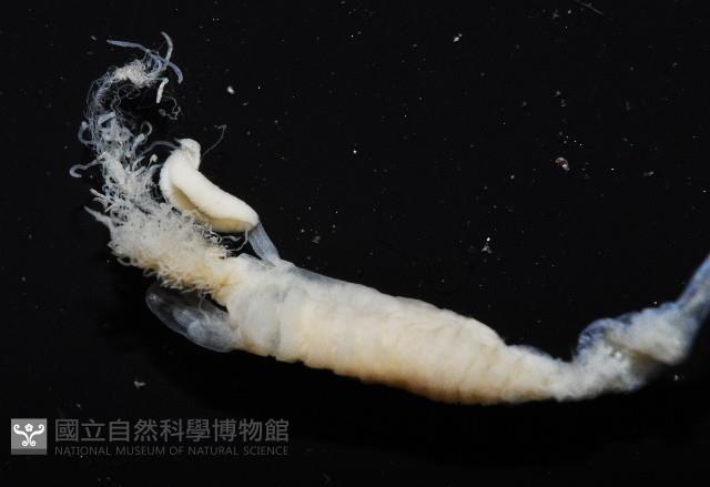 八里梳鰓蟲藏品圖，第3張