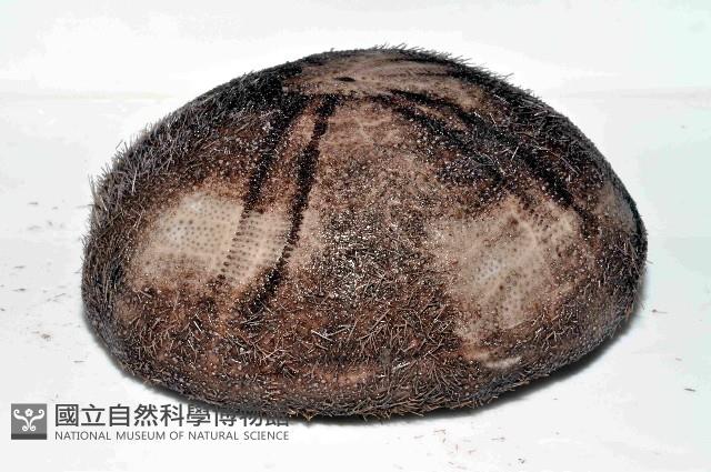 易碎脆心形海膽藏品圖，第3張