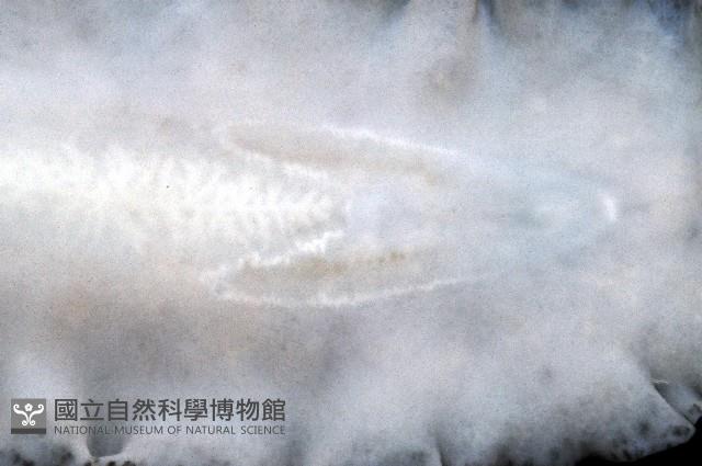 大盤扁蟲藏品圖，第3張
