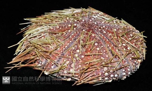 疣小肛海膽藏品圖，第3張