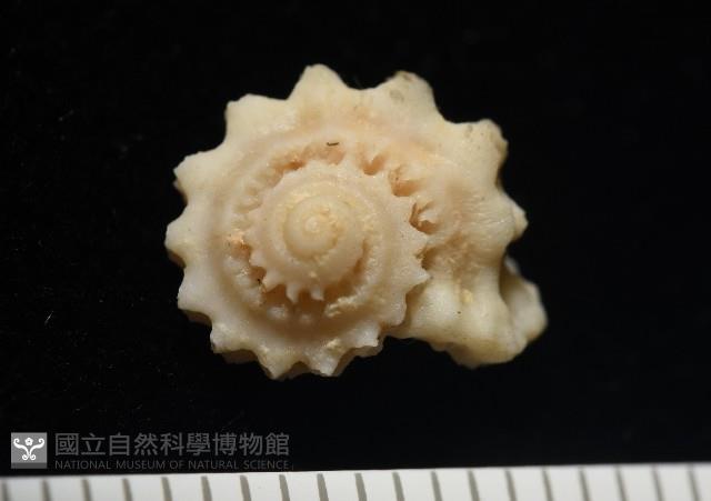 平浪花冠螺藏品圖，第3張