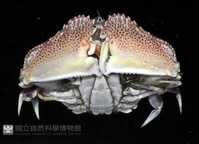 顆粒圓蟹藏品圖，第3張