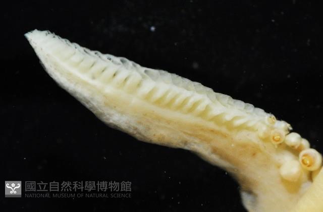 未知種後耳烏賊 1藏品圖，第3張