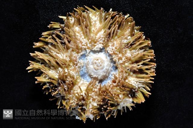 斑蘑海膽藏品圖，第3張