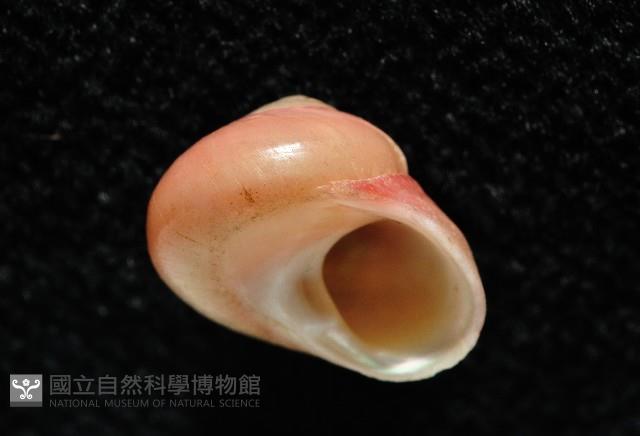 一心蠑螺藏品圖，第3張