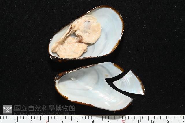 平端深海殼菜蛤藏品圖，第3張