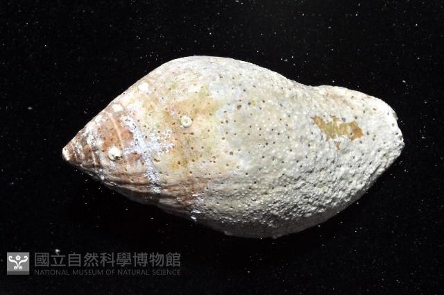 橄欖螺藏品圖，第3張