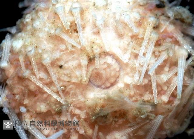 福氏鋸海膽藏品圖，第3張