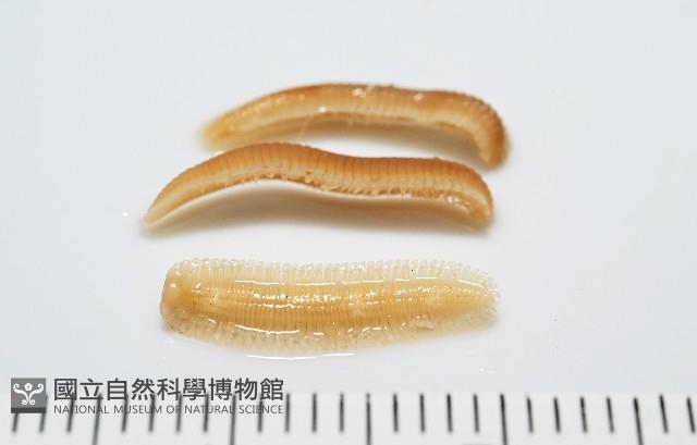 新種雄顎平馬陸藏品圖，第3張