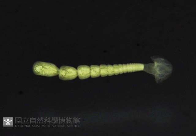 新種葉槽絛蟲藏品圖，第3張