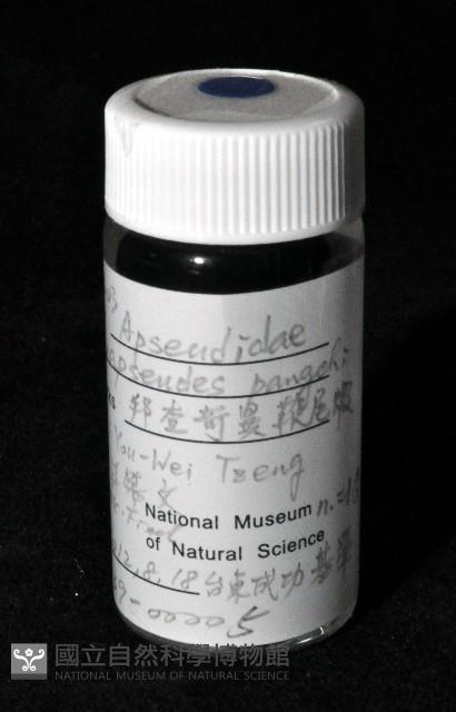邦查奇異鞭尾蟲(新種)藏品圖，第3張