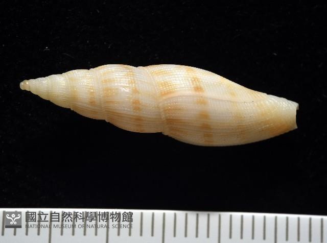 莫三比克布紋螺藏品圖，第3張