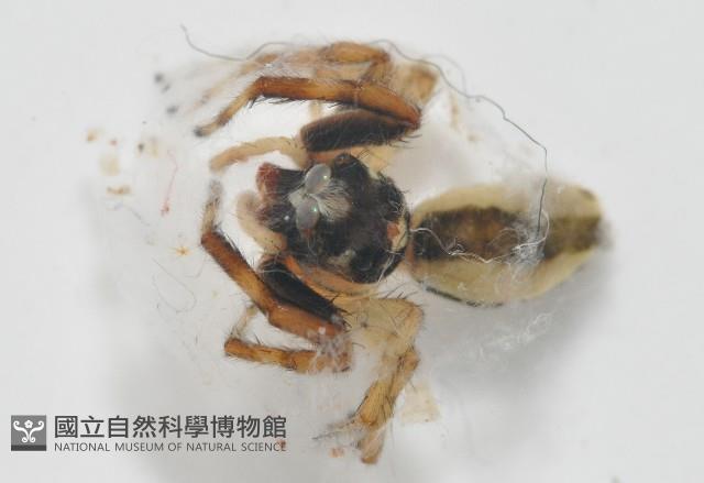 多色金毛蛛藏品圖，第3張