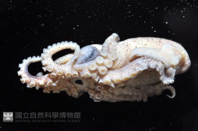 闊船蛸藏品圖，第3張