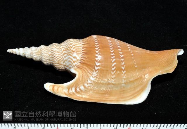 金斧鳳凰螺藏品圖，第3張