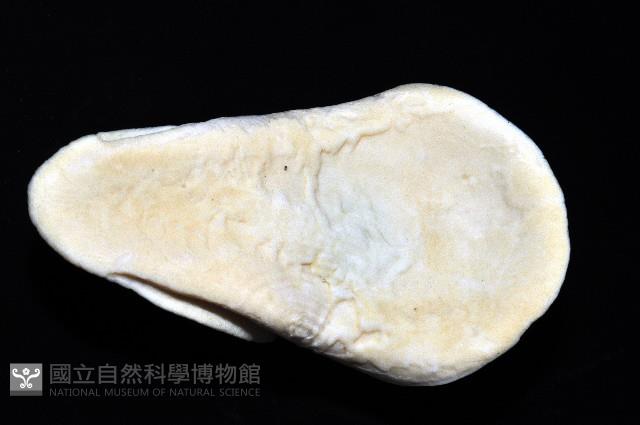 未知種扁玉螺藏品圖，第3張