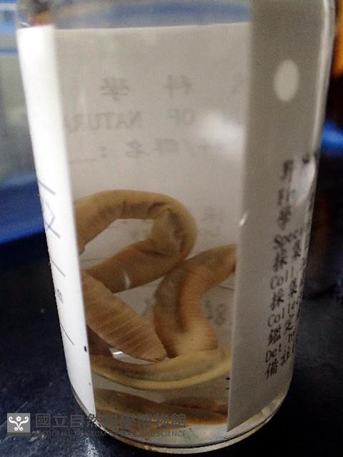 未知種遠環蚓藏品圖，第3張