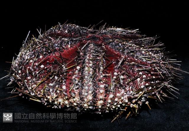 輻星肛海膽藏品圖，第3張