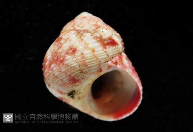 精靈蠑螺藏品圖，第3張