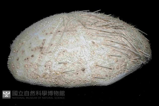 大脆心形海膽藏品圖，第3張