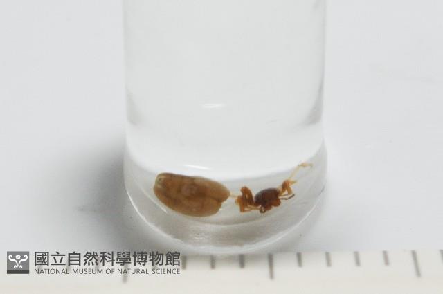 新種寄居姬蜘藏品圖，第3張