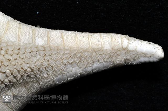 銳形角海星藏品圖，第3張