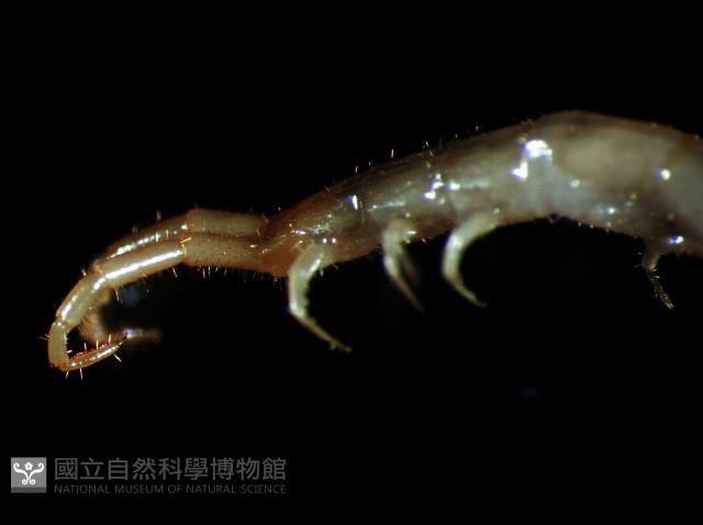黑花盲蜈蚣藏品圖，第3張