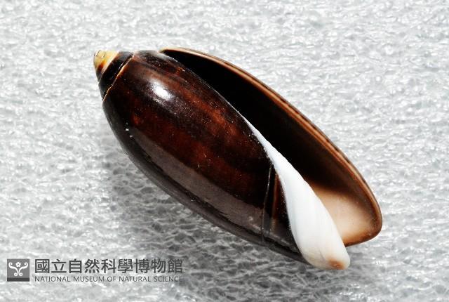 蠟燭榧螺藏品圖，第3張