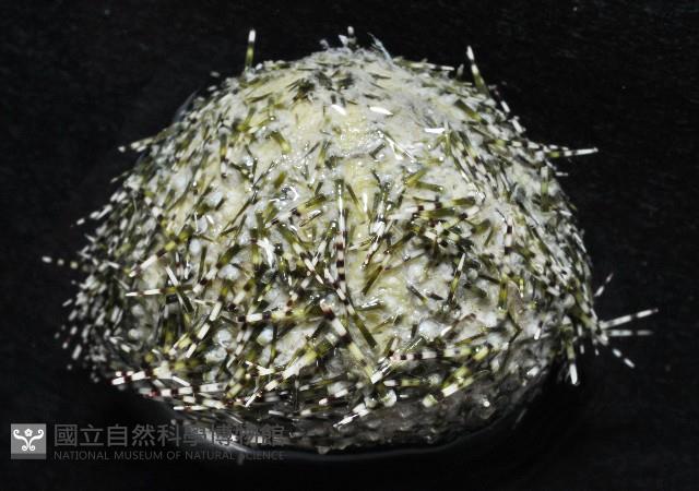 雜色角孔海膽藏品圖，第3張