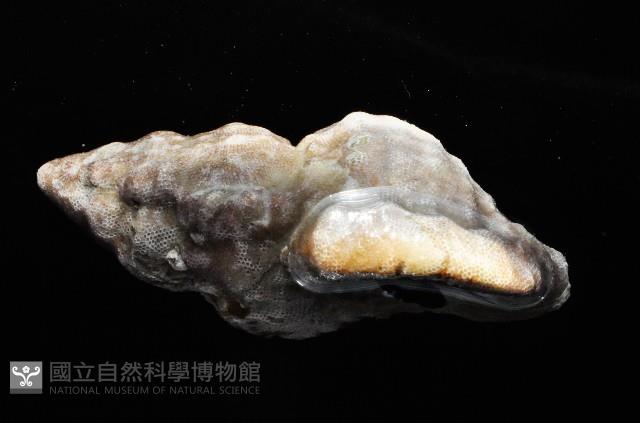 美珠翼法螺藏品圖，第3張