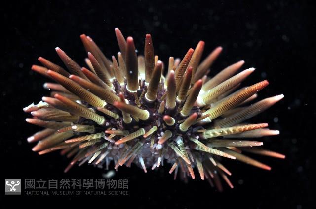 梅氏長海膽藏品圖，第3張